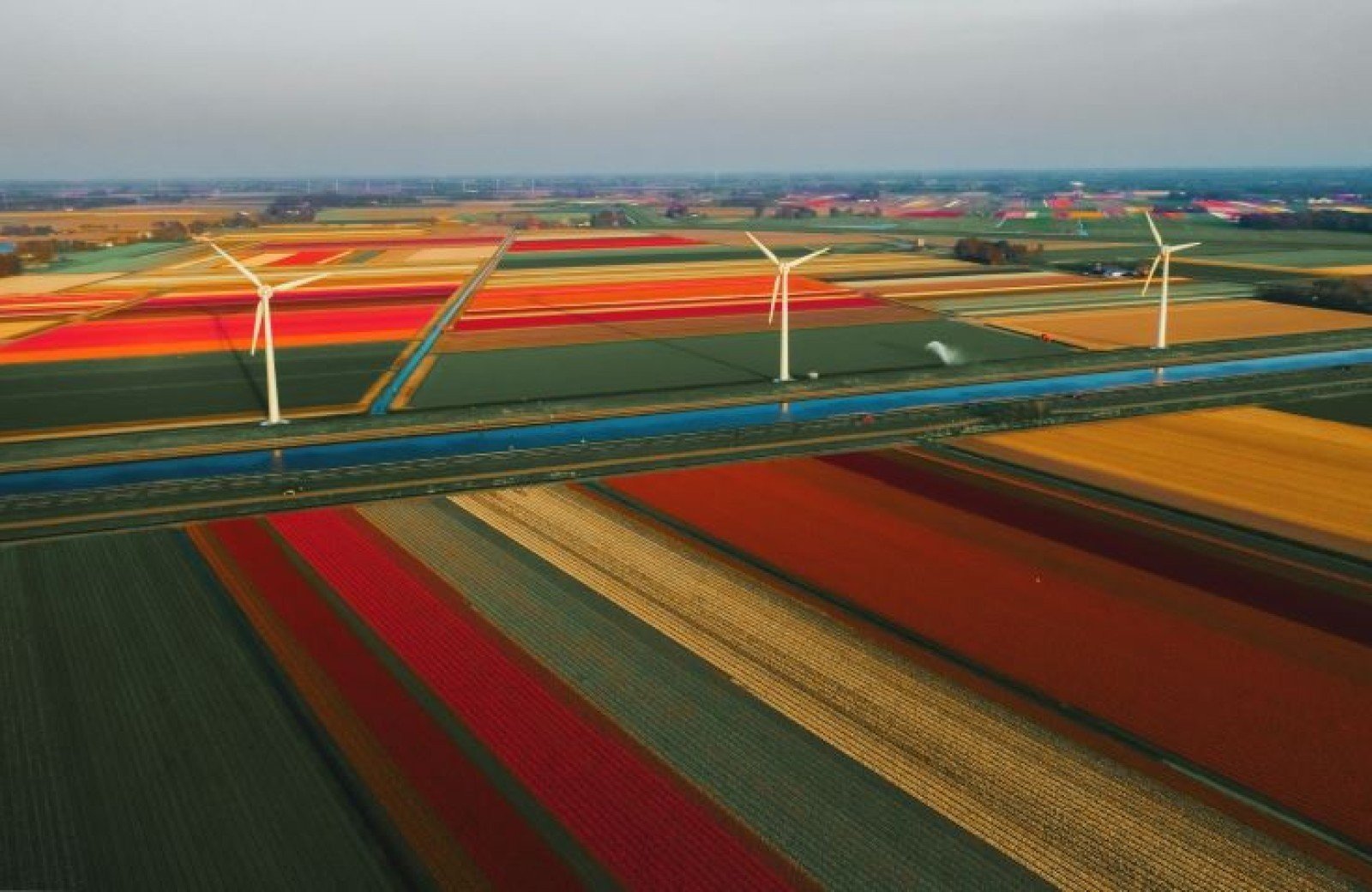 Blumenfelder rund um den Bungalow Sint Maartenszee