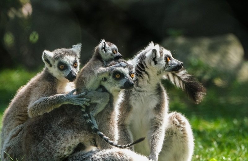 Landgoed Hoenderdaell