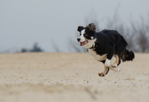Strandhaus Holland mit Hund bei Strand49